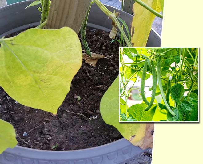 How Do You Fix Yellow Leaves on Bean Plants in Hindi how do you fix