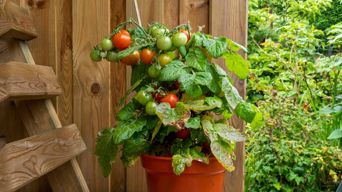 How To Grow In Vegetables at home