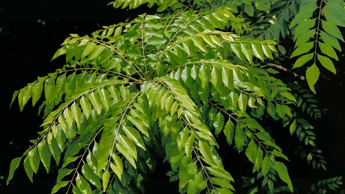 How curry leaves plant can get growth