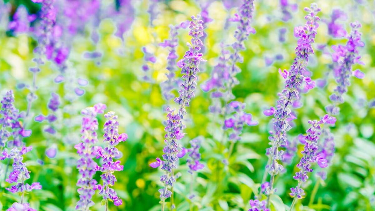 Plants Which Keep Away Insects In Rainy Season