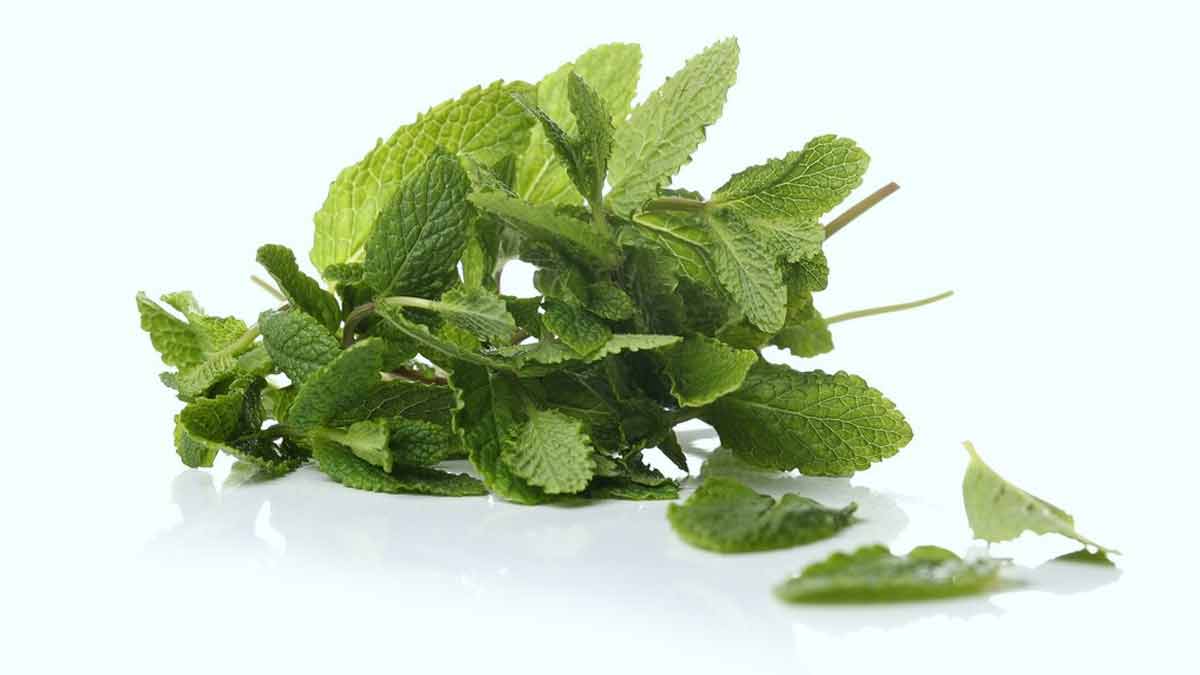 Remove bugs with neem leaves