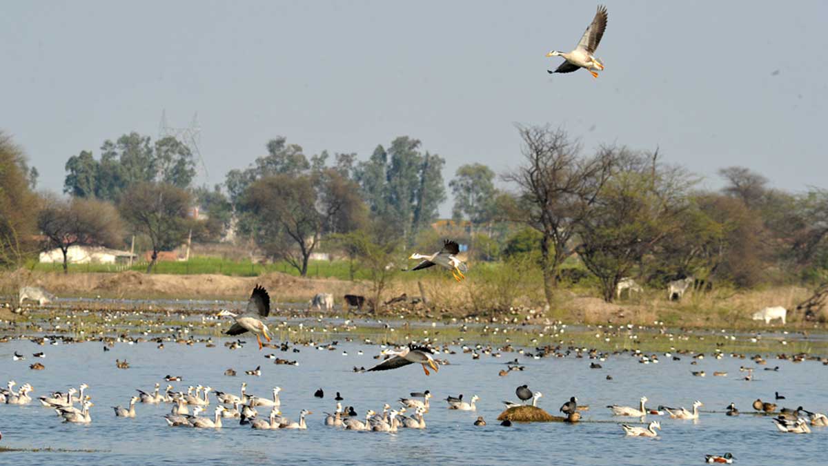 Sultanpur National Park
