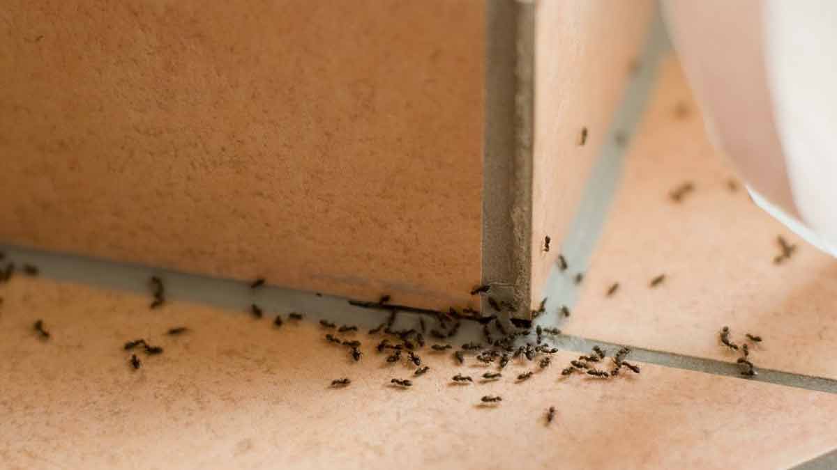 Uses Of Sugar At Home Sugar Ke Uses   Ant Problems In House 