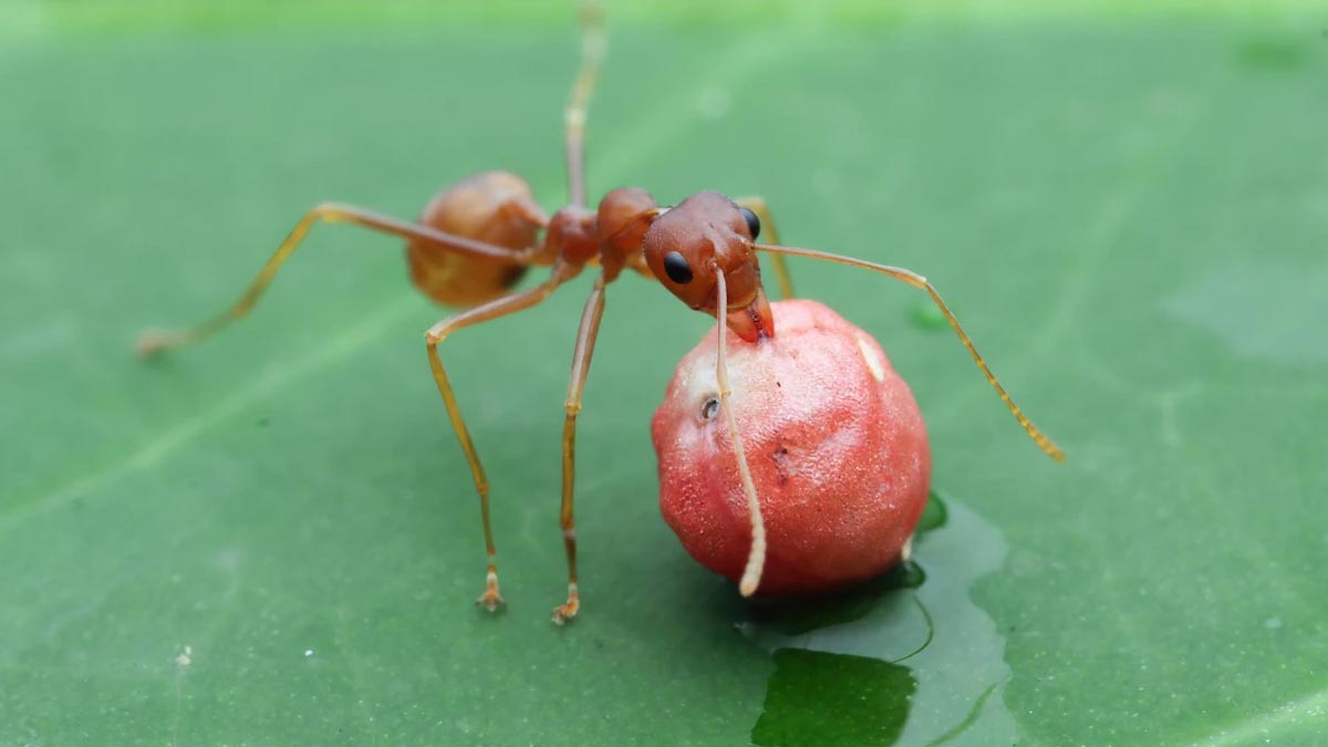 Baby Powder Gardening Hacks बेबी पाउडर से जुड़े गार्डनिंग हैक्स Baby