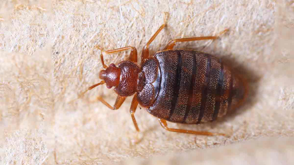 astrological significance of bed bugs pics