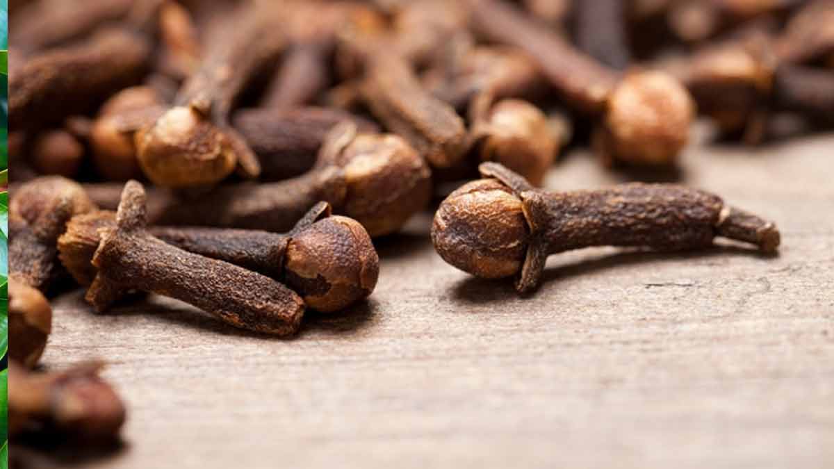 clove tree and fruit