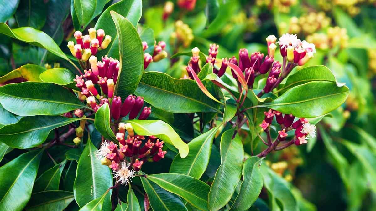 clove tree