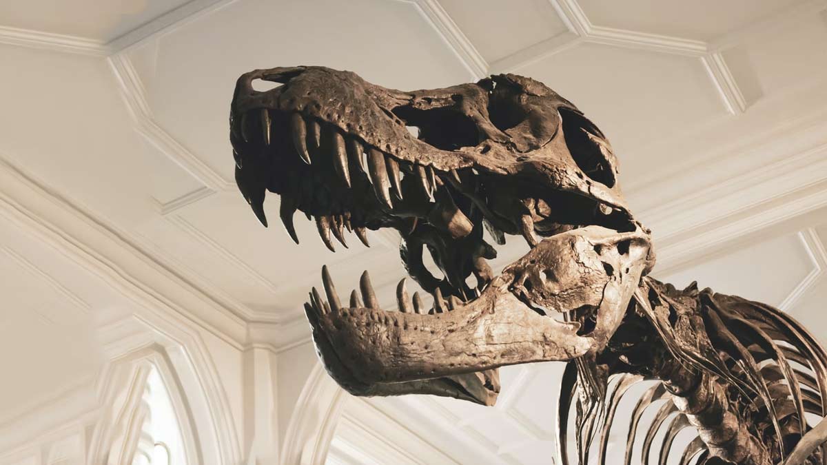 dinosaur skeleton auction viral news