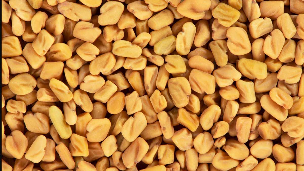 fenugreek seeds for hair