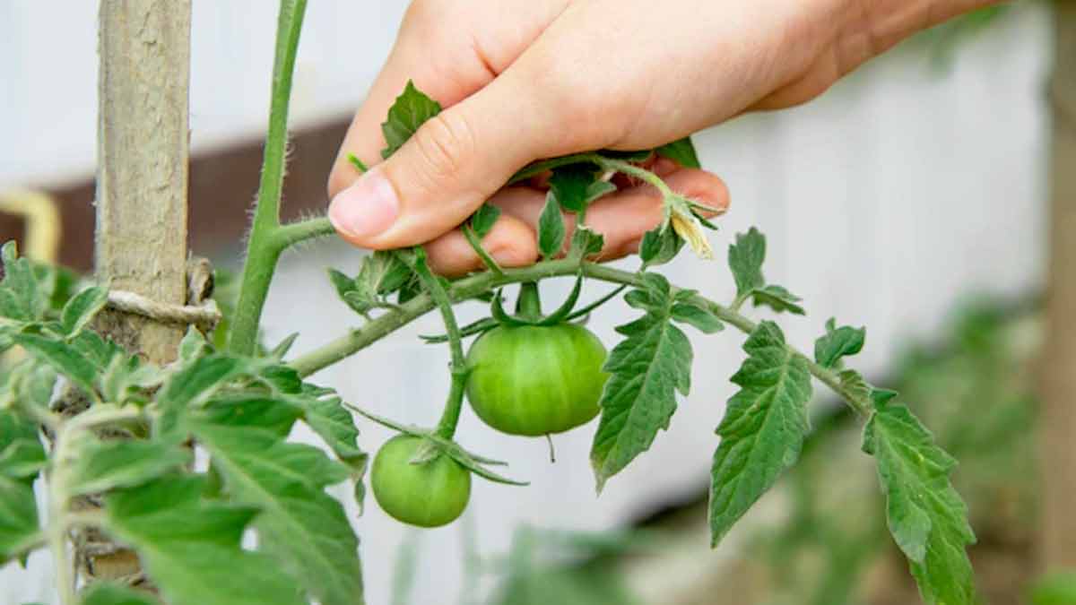 green tomato plant