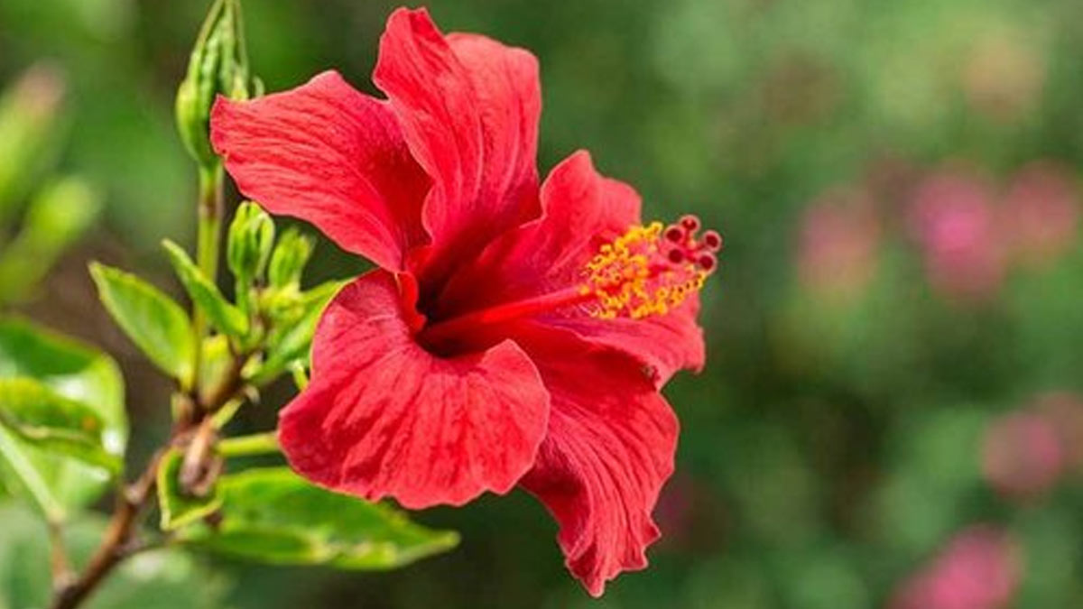 hibiscus flowering plant in monsoon