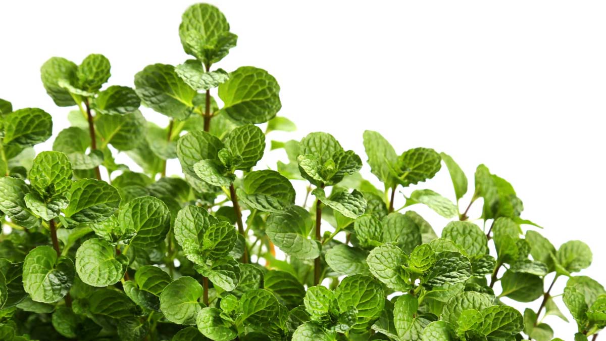 house plants for monsoon season ()