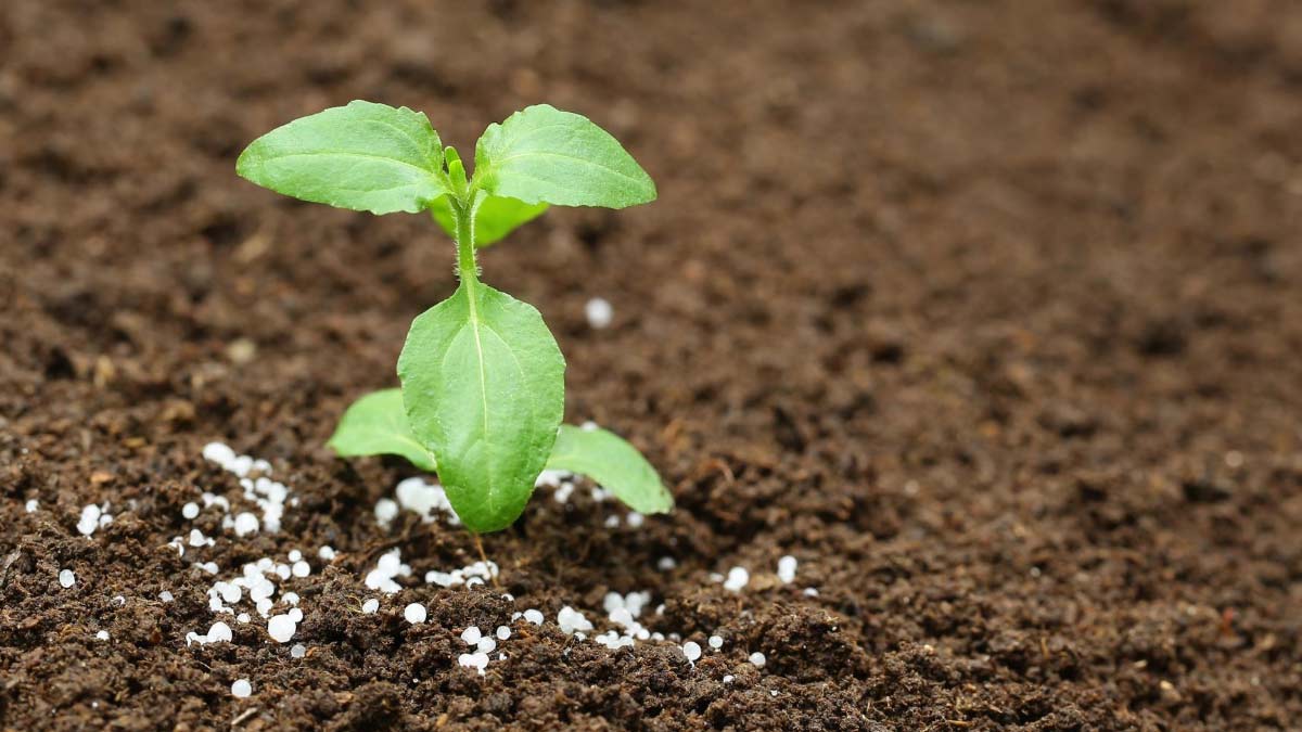 house plants for monsoon season