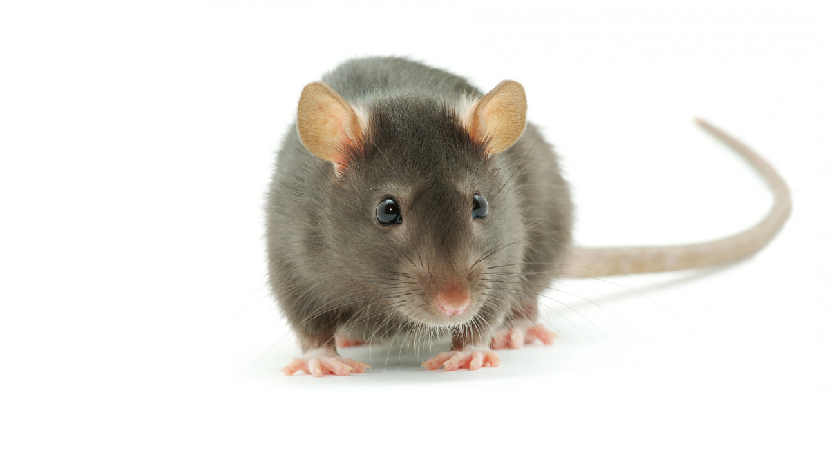 How To Get Rid Of Rat And Droppings