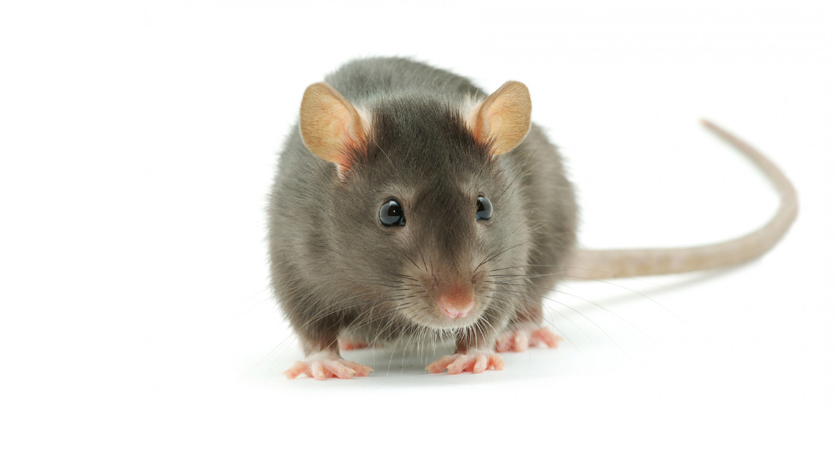 how to clean rat droppings from house