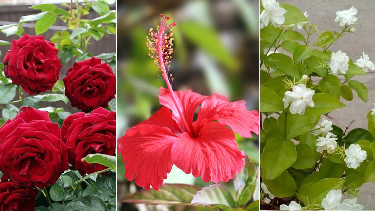 how to get more flowers in plants during rainy season