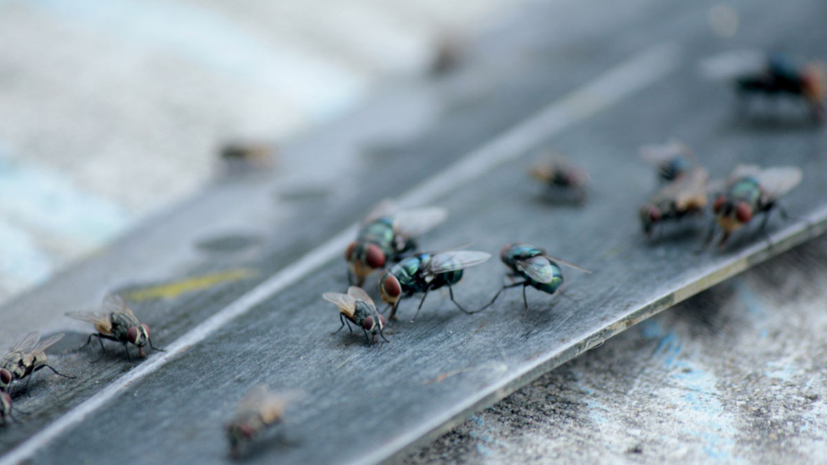 How to Get Rid From Housefly। मक्खियों से छुटकारा पाने के घरेलू उपाय। Makhi Se Kaise Bachen | ways to get rid of flies from home | HerZindagi