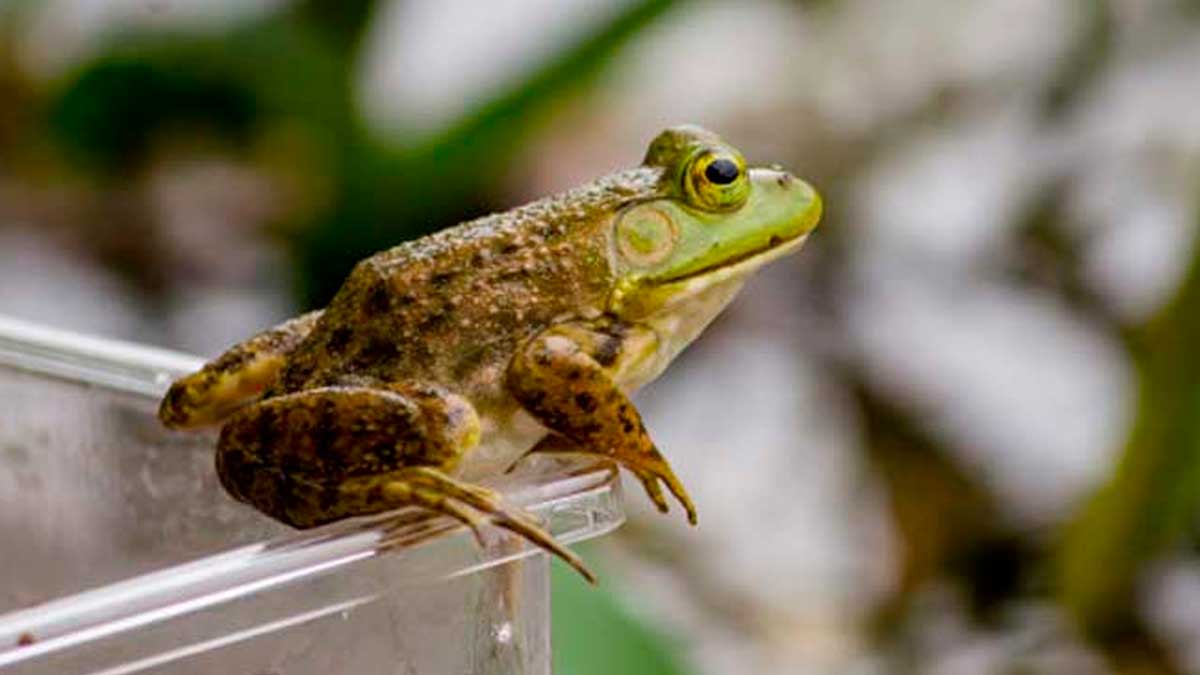 how to get rid of frogs during monsoon