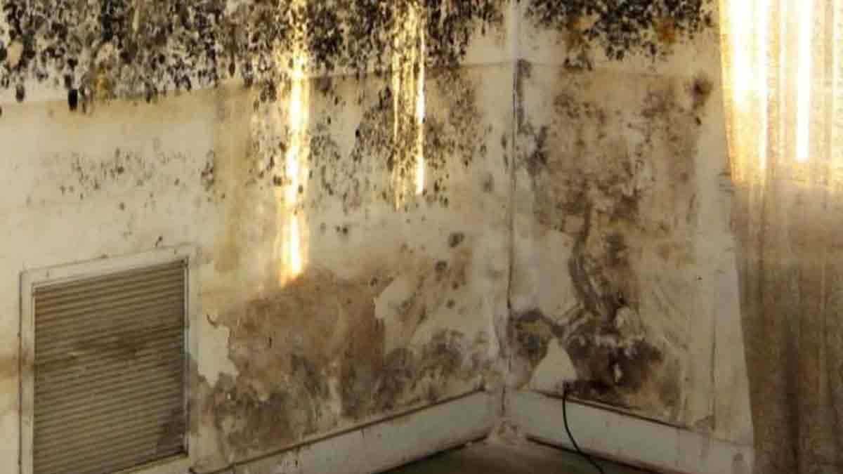 how to get rid of moss from walls