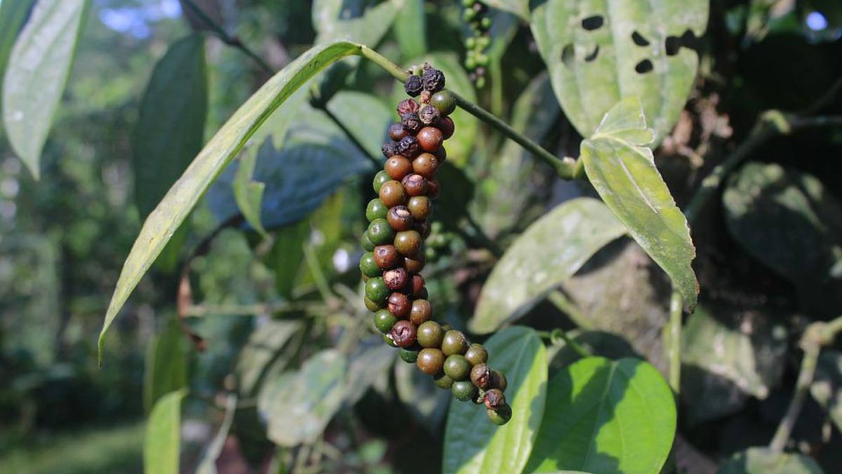 how to grow black pepper at home