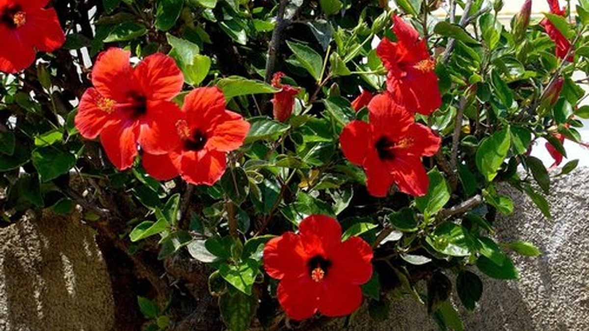 how to grow hibiscus plant at home