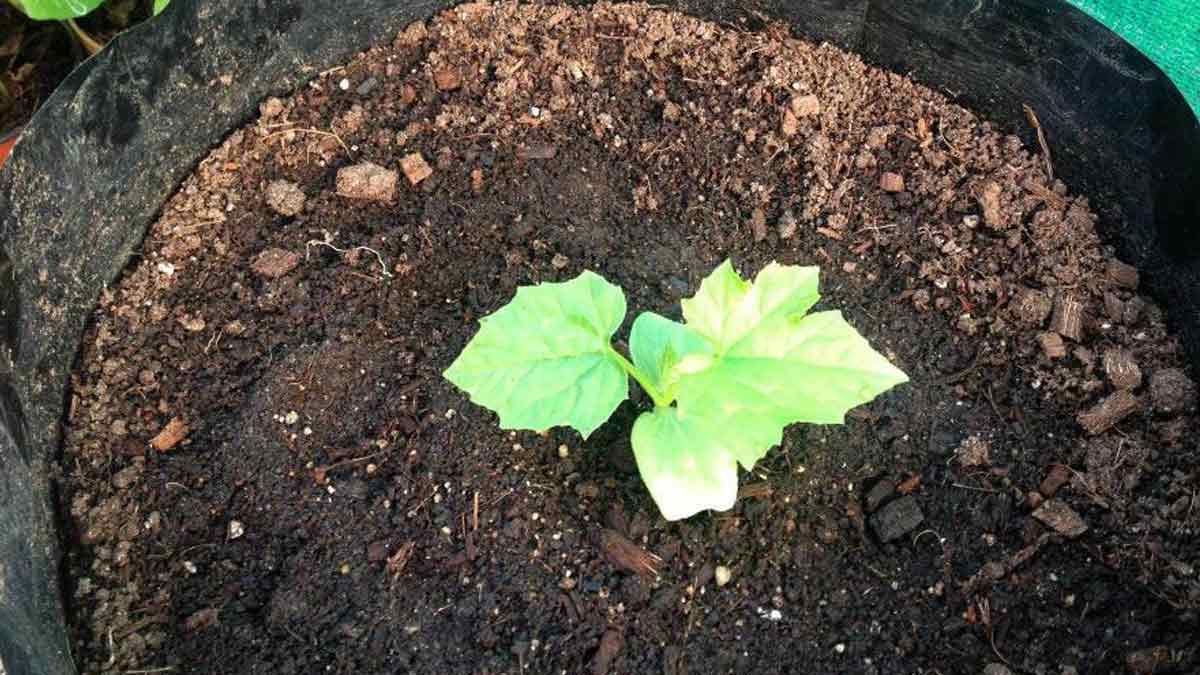 how to grow ridge gourd