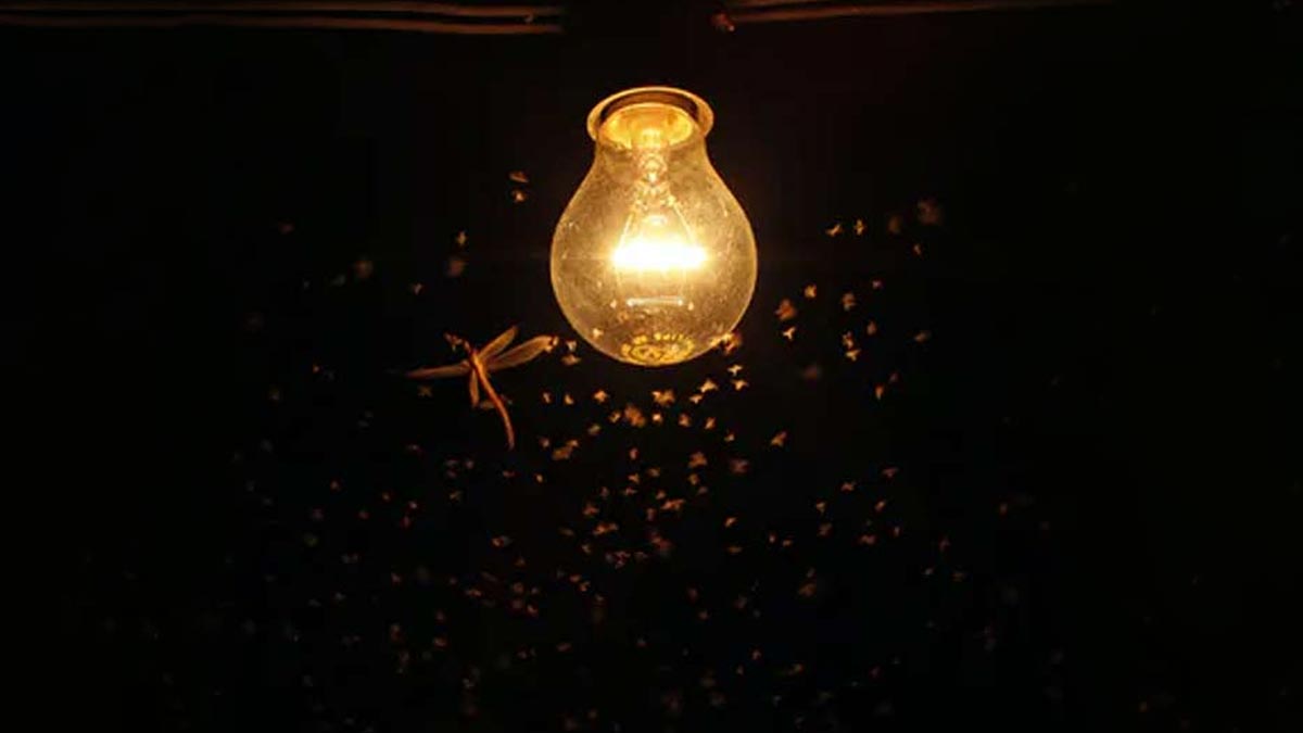 How To Keep Away Insects In Rainy Season In Hindiबरसात के मौसम में