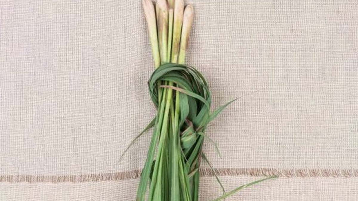 keep away insects in rainy season with lemon grass
