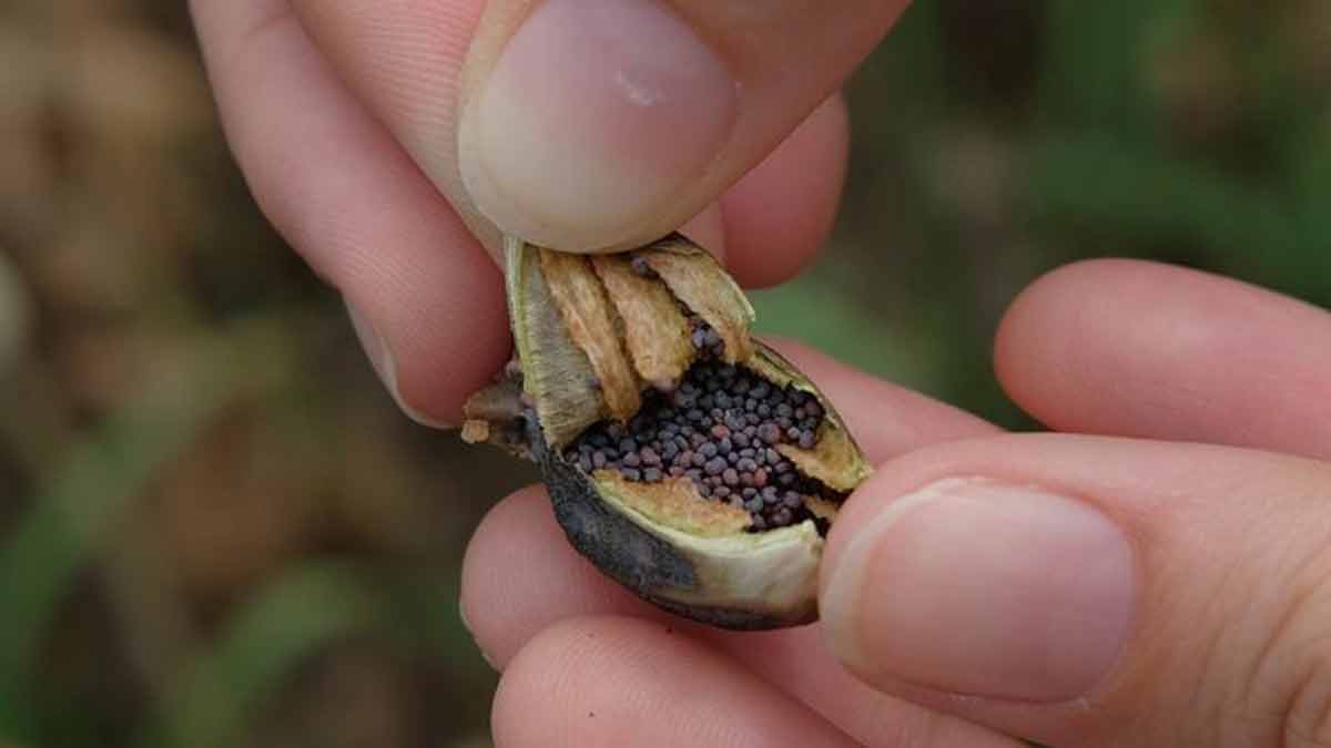 How Khus Khus is Made खसखस कैसे बनती है Kya Khus Khus Me Nasha Hota