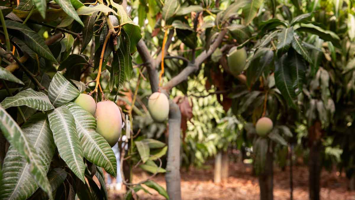 mango plant and its fruits