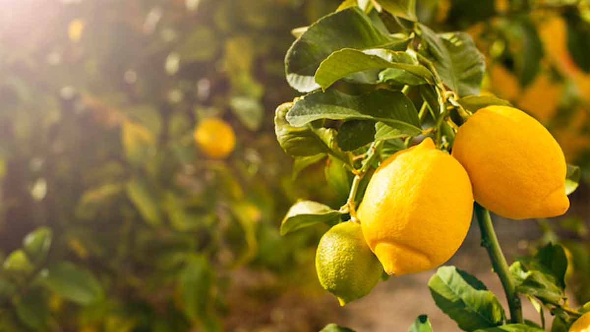 monsoon plants taking care