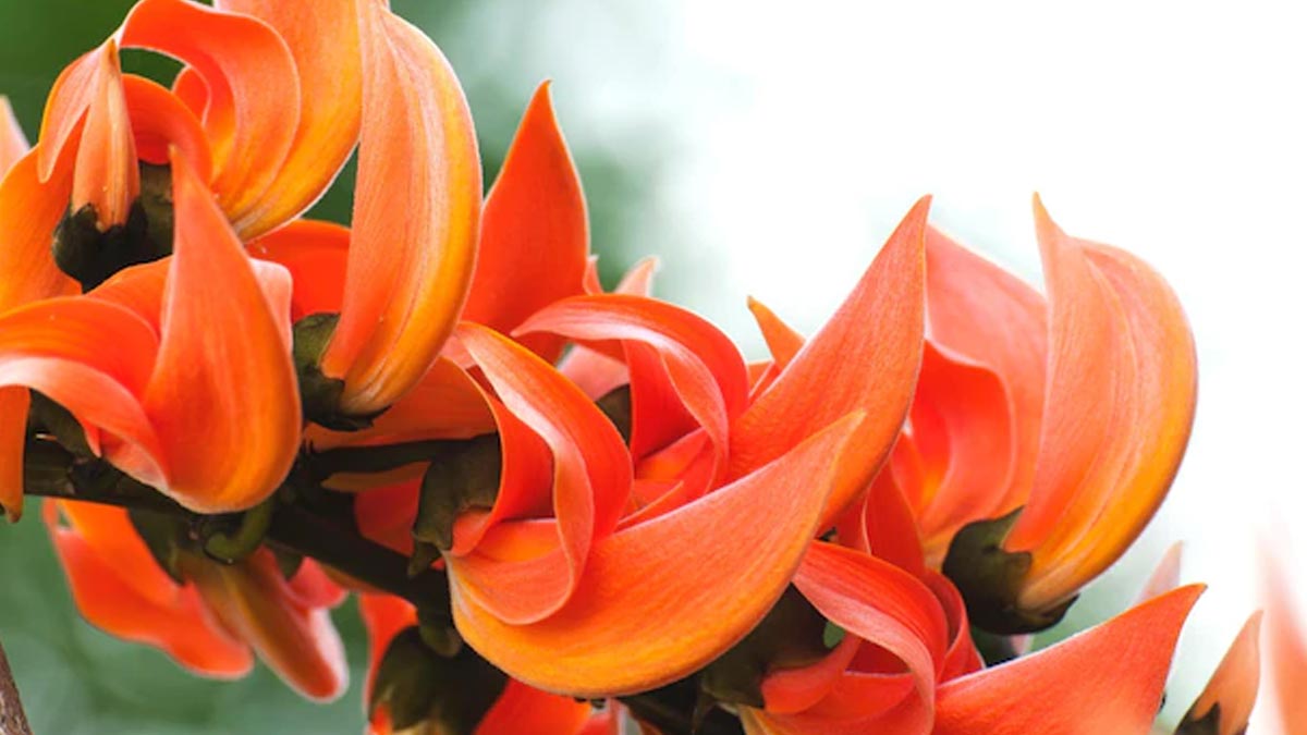 palash flower for money