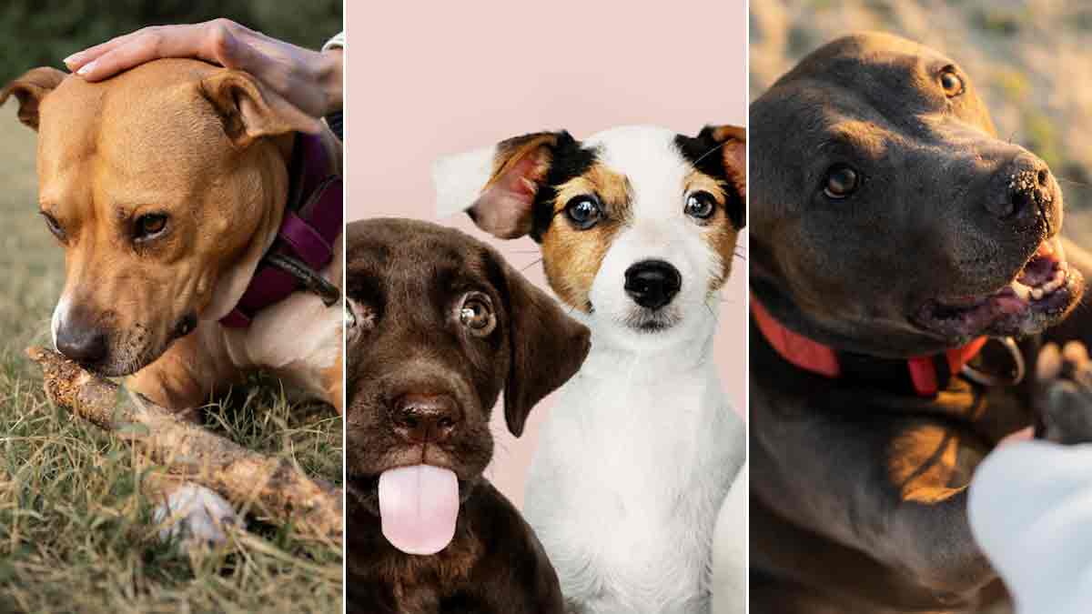perfect dog breeds for indians