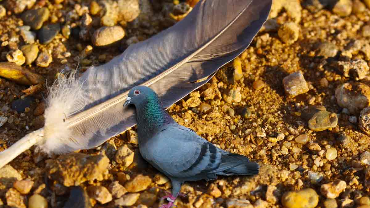 pigeon feather significance