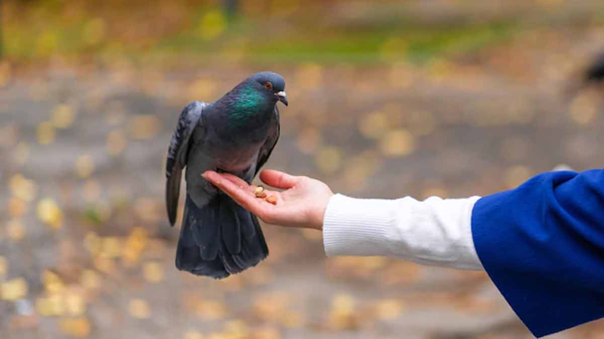 pigeon is auspisious for home