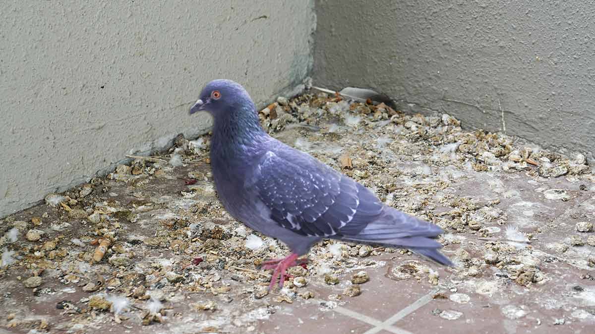 Spiritual Meaning Of Pigeon Pooping On You