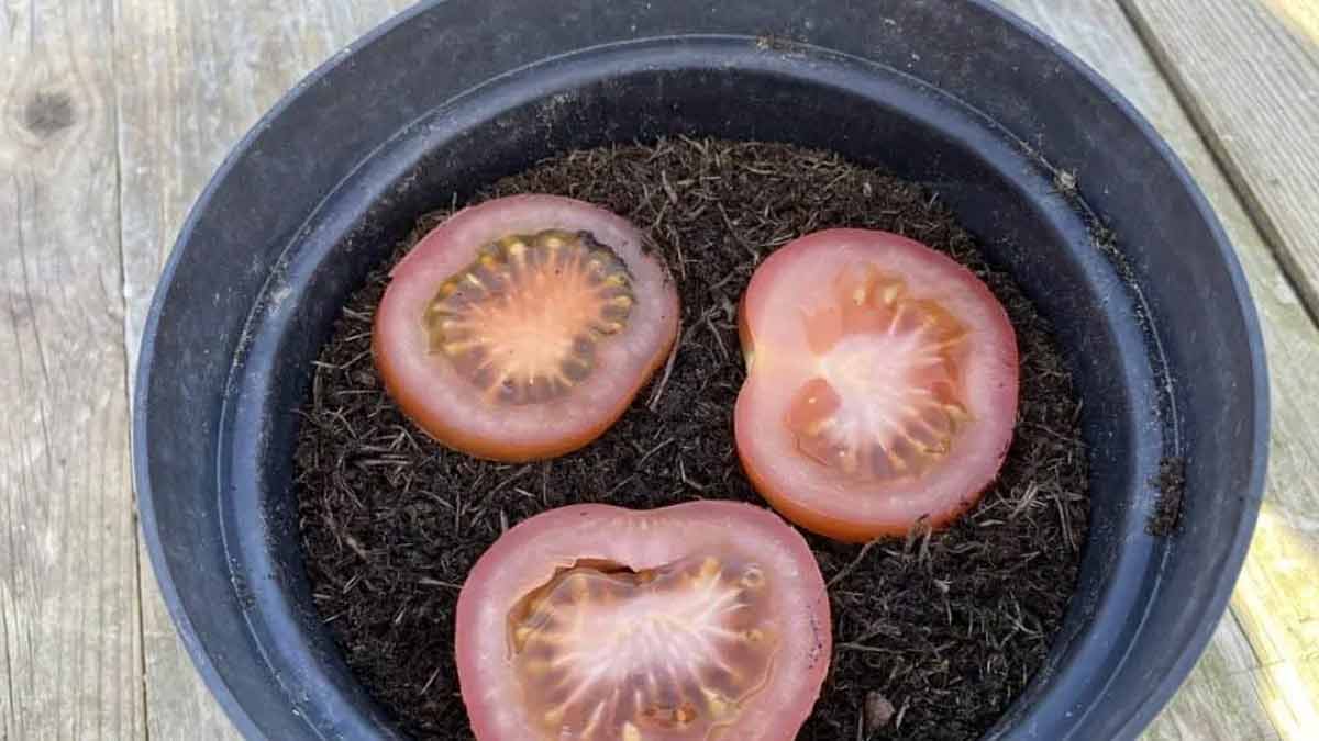 plant tomato in container
