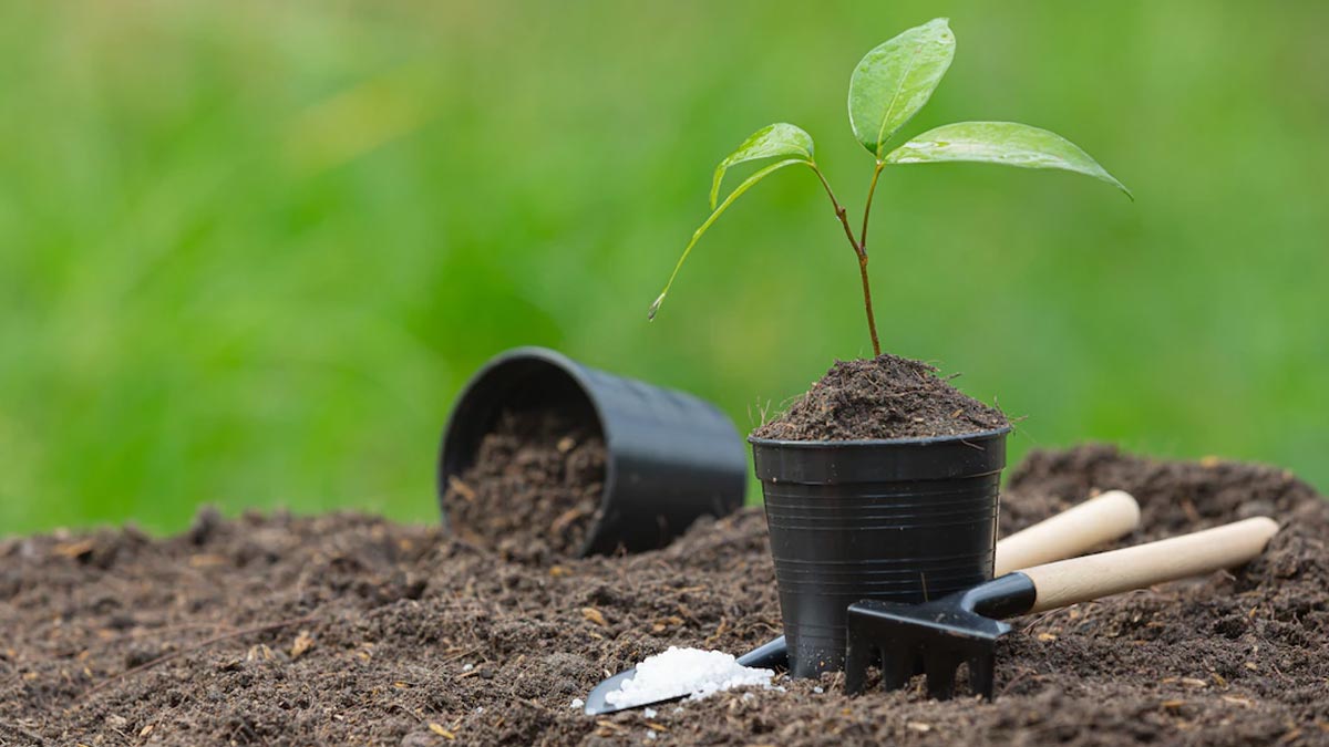 planting issues in monsoon