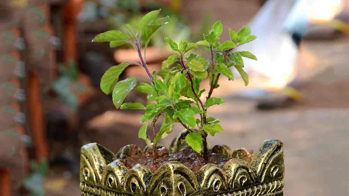 rama or shyama tulsi which is better