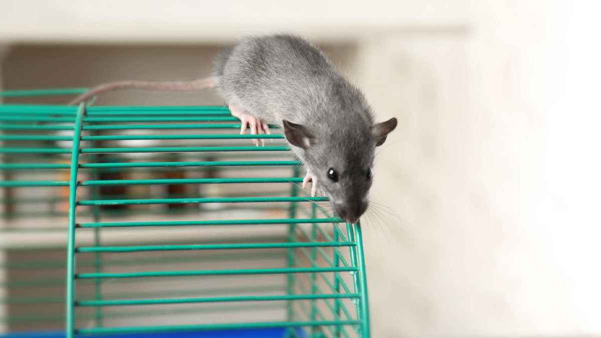 rat droppings cleaning