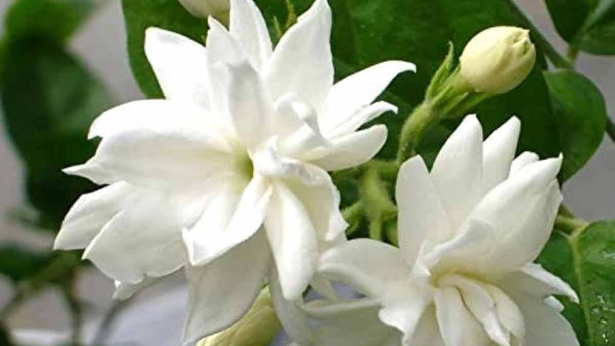 remove musty smell from kitchen