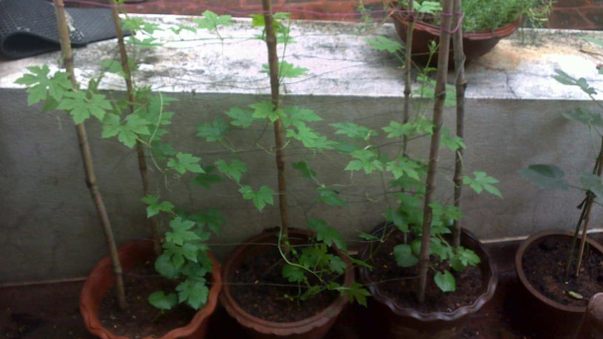 ridge gourd plant in pot