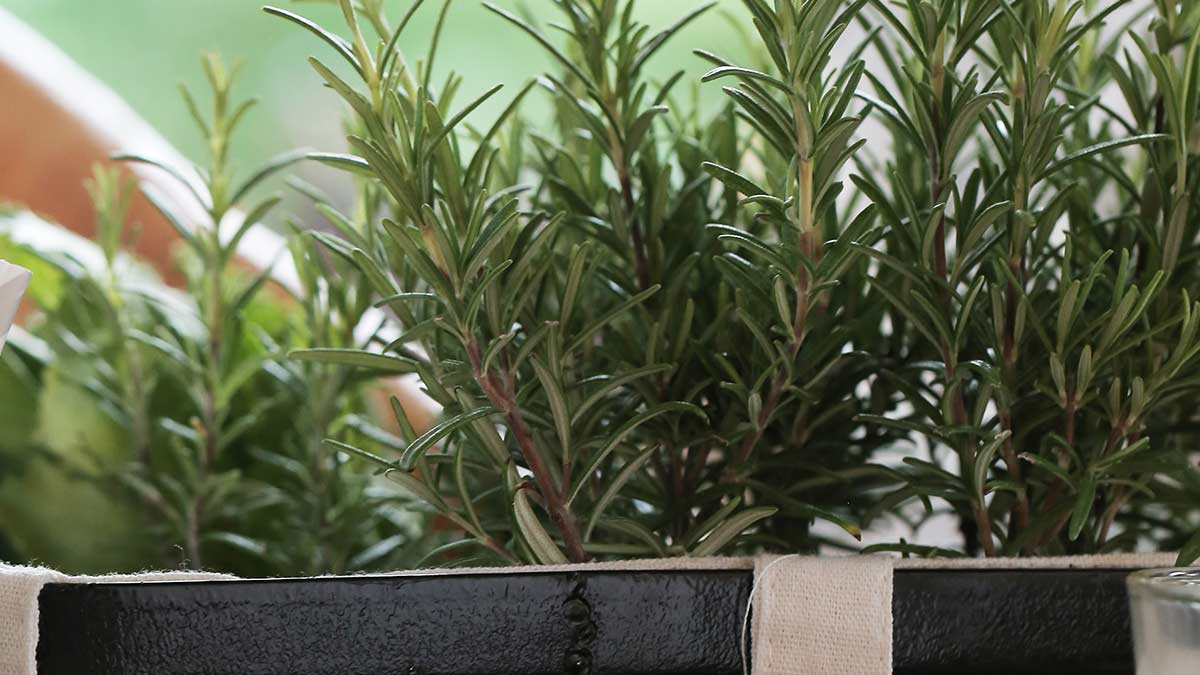 rosemary plants for monsoon season