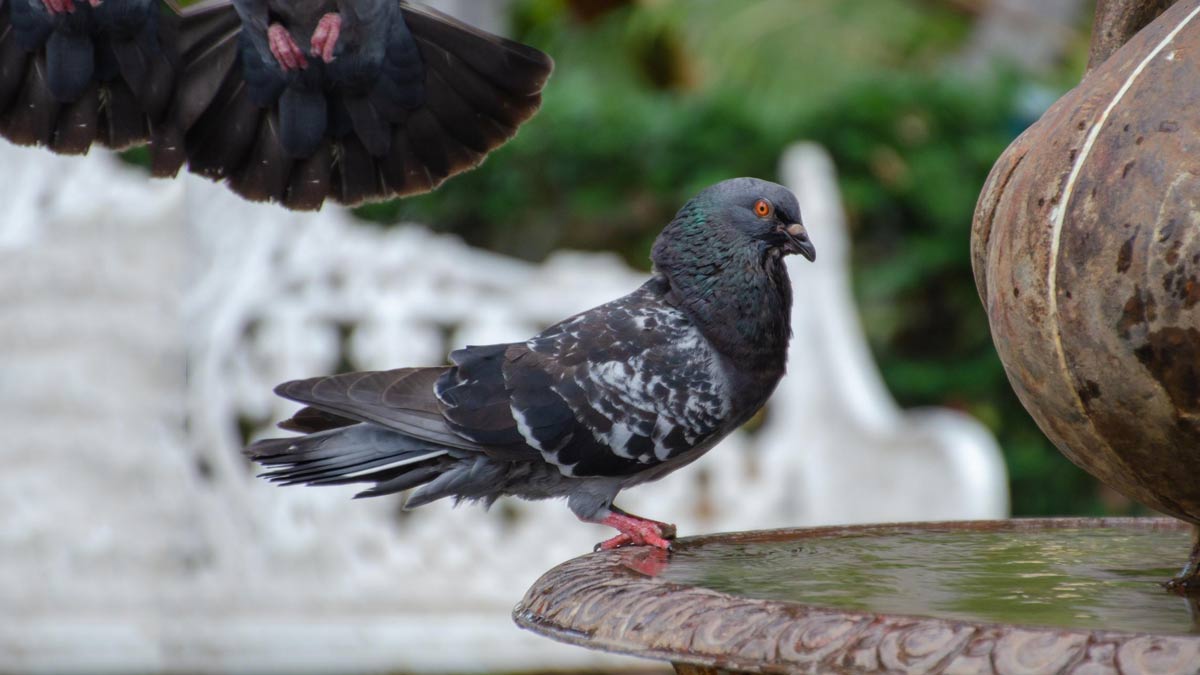 pigeon-pooping-on-you-meaning