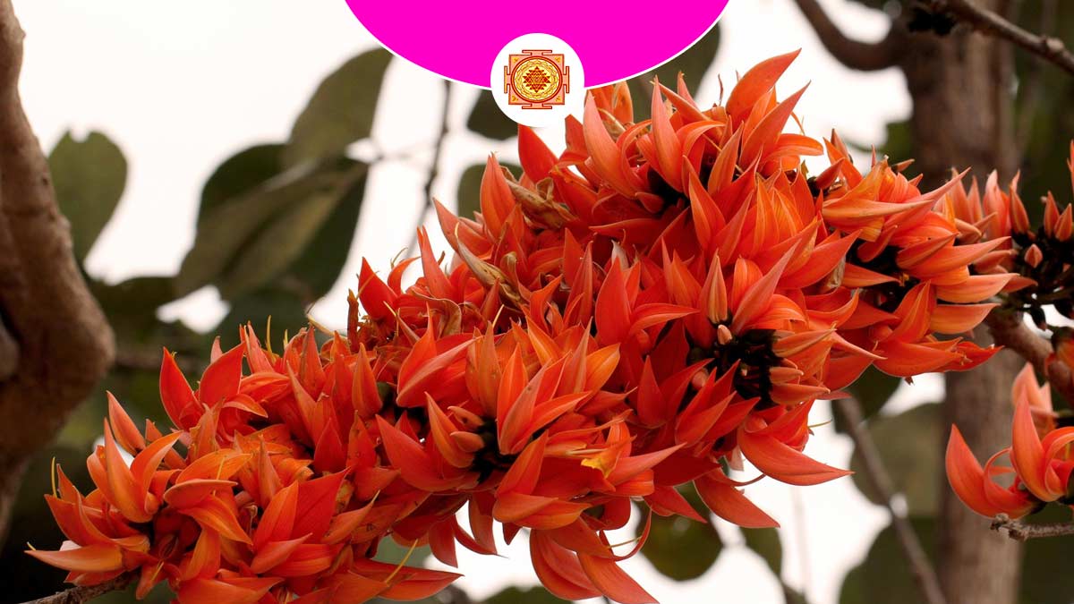significance of palash flower