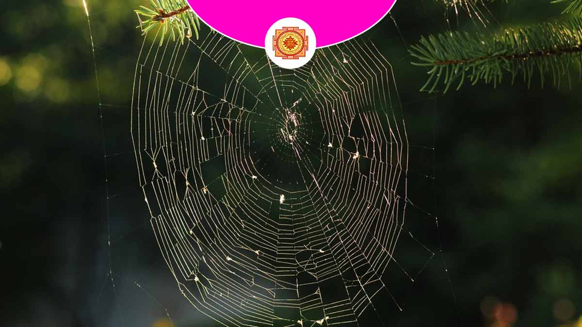 spider web are unlucky for home