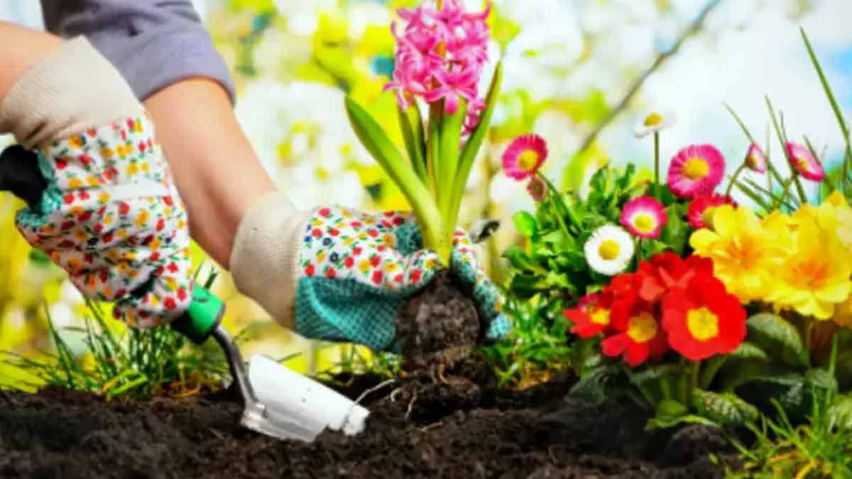 sugar and gardening uses