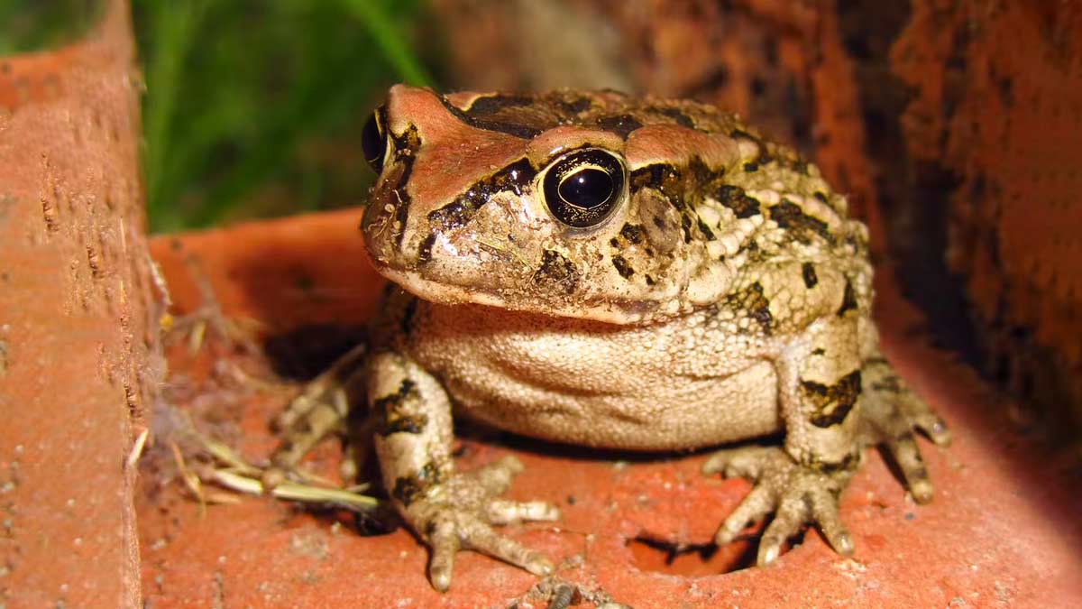tips to get rid of frogs from home in hindi