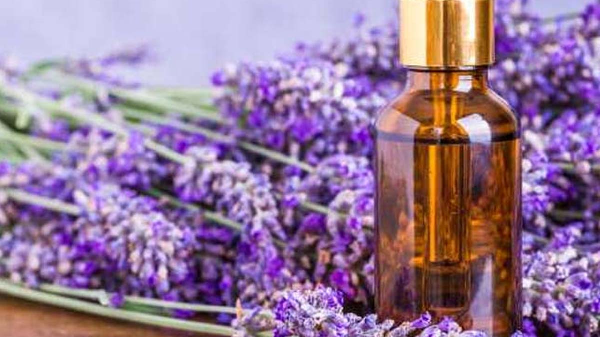 tips to keep away insects in rainy season lavender oil