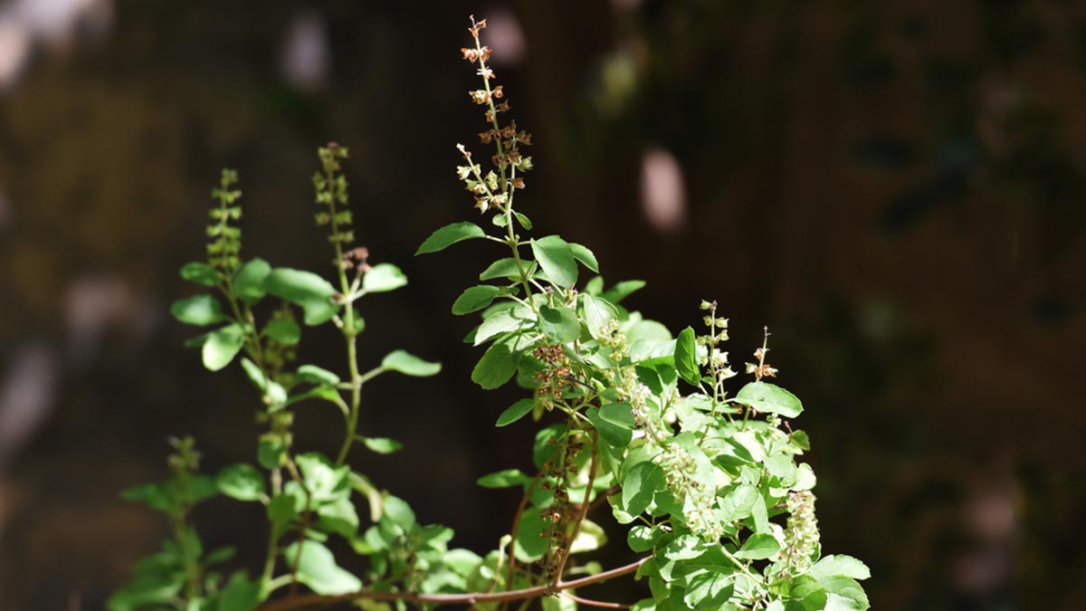 Tulsi for Health तुलसी के फायदे चेहरे के लिए Tulsi ke Fayde Balo ke